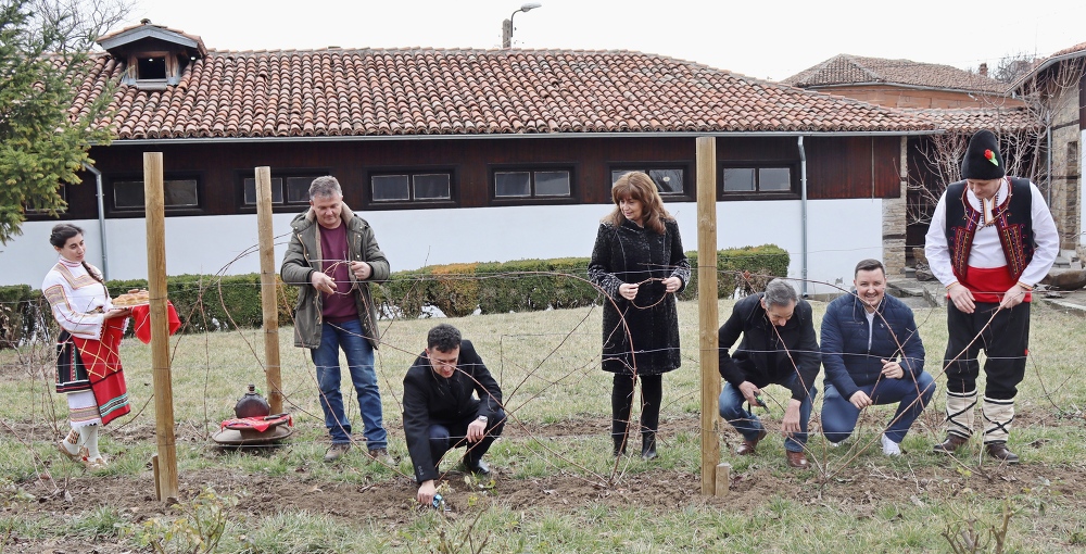 В Лясковец кметът и винари зарязаха младо лозе в Музея на градинарството